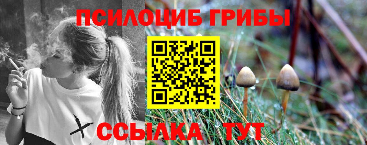 Галлюциногенные грибы Psilocybe Сальск